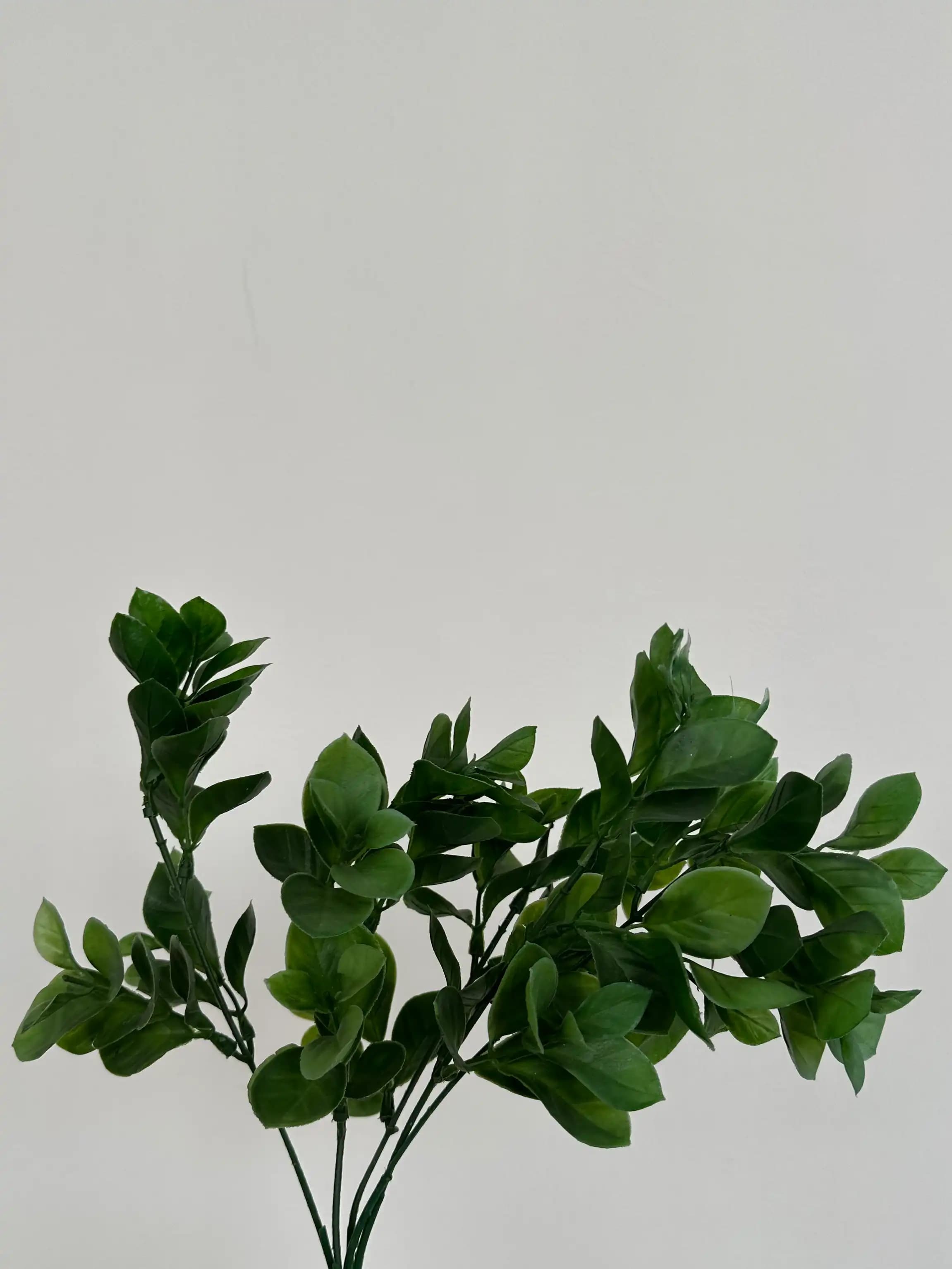 Искусственная ветвь рускуса